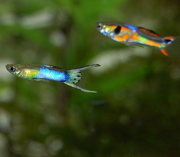 Is It ok to Keep Just Male Guppies?