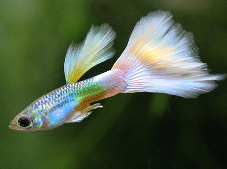 Is Epsom Salt Good For Guppies?