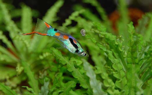 Why is My Pregnant Guppy Swimming Up and Down?