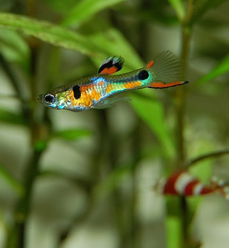 What is Hanging Off of My Guppy?