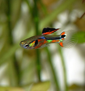 How Long Can Guppies Live In a Bucket?